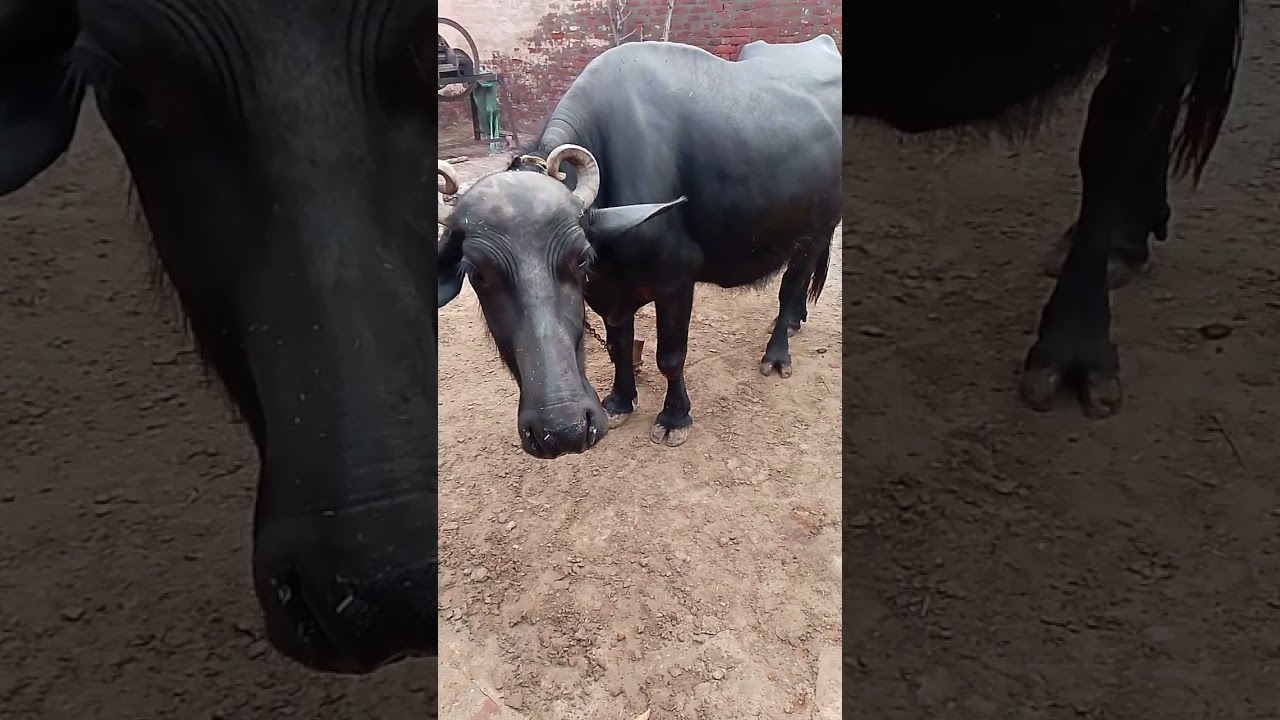 ले सारे तूं खाले लफंगे 