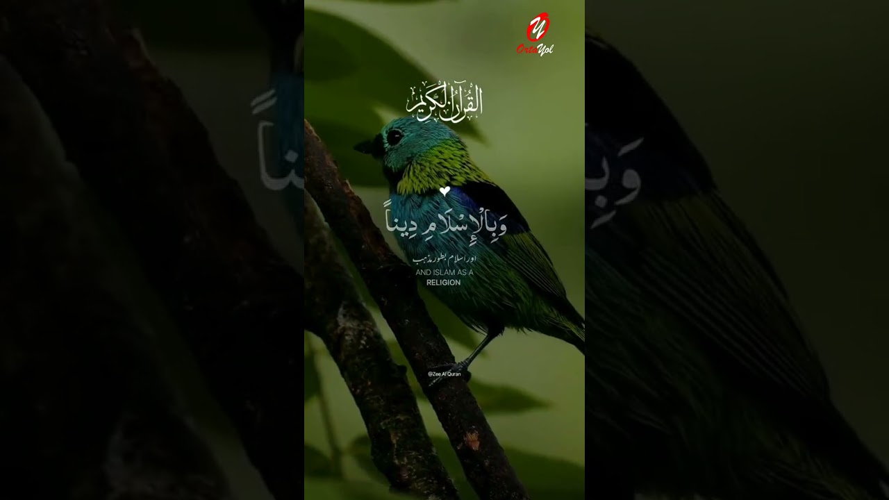 #islam #ortayol #ortayoltube #quran #qurandinle #kuranıkerim #kurantelawat  #kuranıkerim