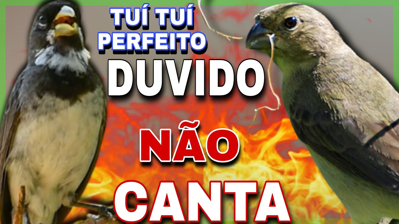 Coleiro tuí-tuí Frofessor para Encarte de Coleiro e Piado de fêmea Esquenta Coleiro tui tui