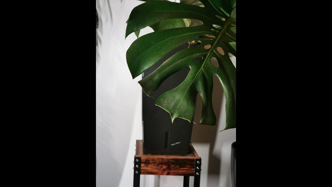 Rempotage Riviera Monstera