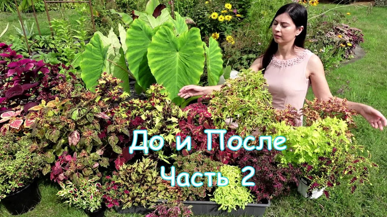 КОЛЕУСЫ: обзор 65 сортов с названиями. Выращивание в горшке и в саду