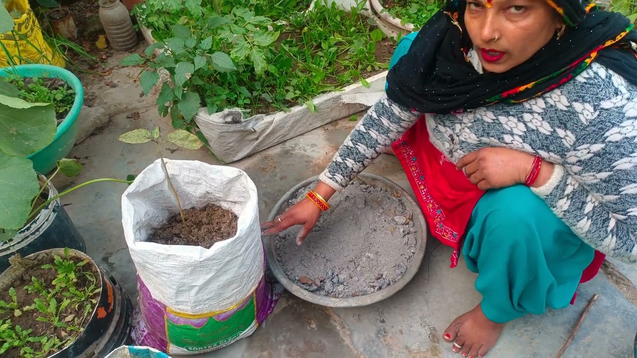 पालक मेथी धनियां मैं राख का किस तरह प्रयोग करें! कसूरी मेथी की पहली बार हार्वेस्टिंग 🌱🍀 Home garden#