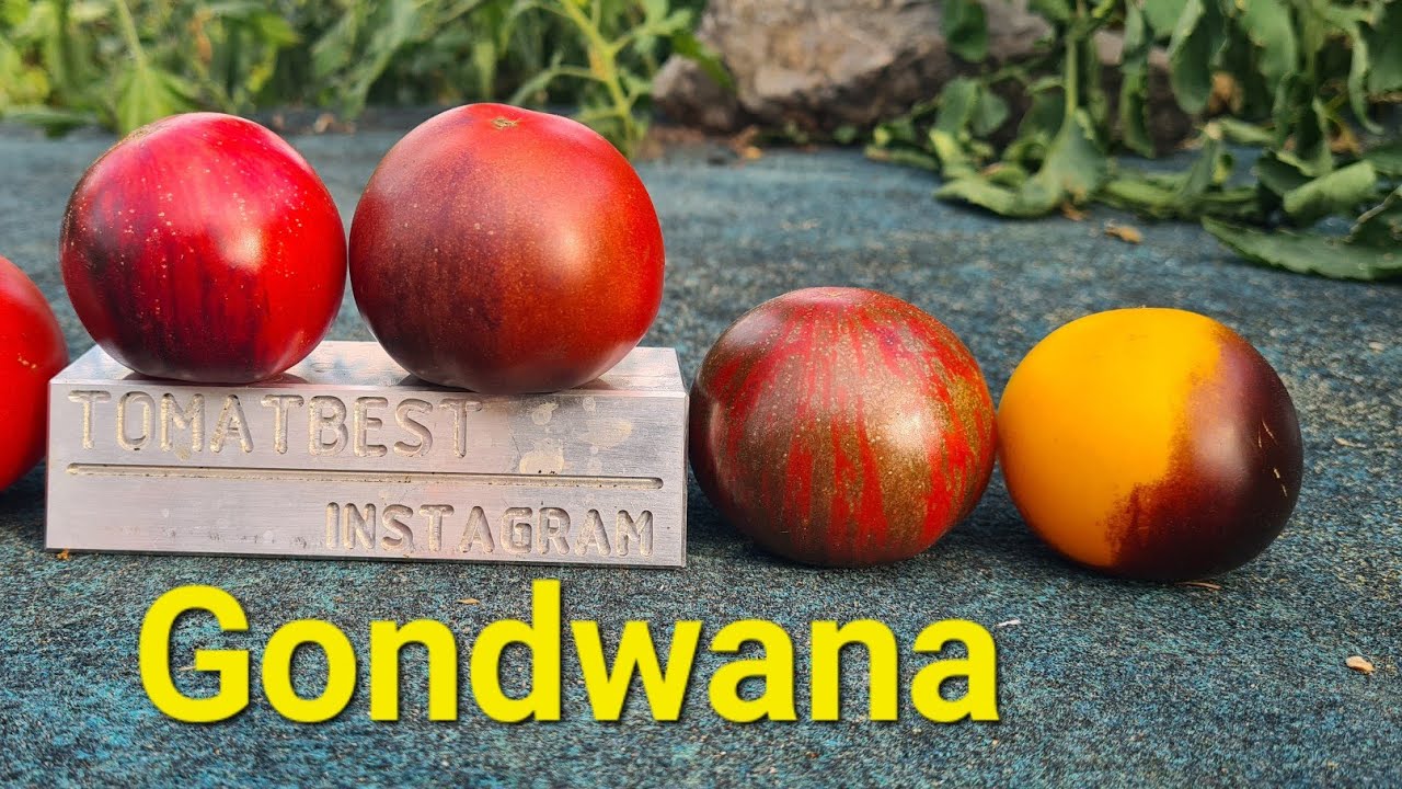 Gondwana Lava, Moonlight & Lightning – Außergewöhnliche Tomaten