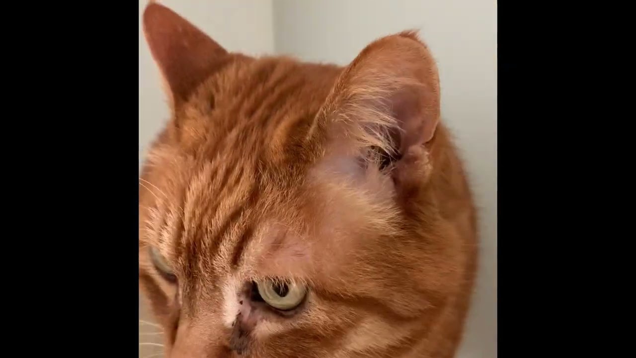 Catrack