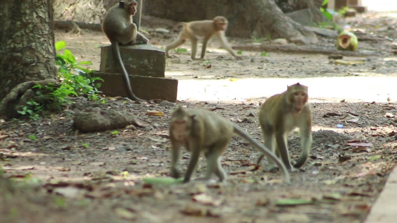 Monkey Rex and Sami- Dustin -Dax  Vs Yamasaki Monkey on Street/ MA-D.288