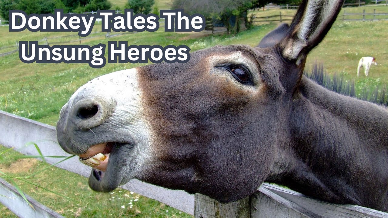 Donkey Tales The Unsung Heroes