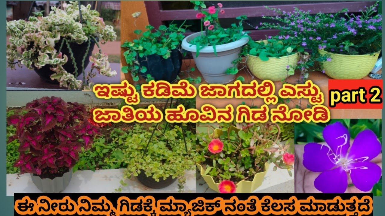 ನನ್ನ ಪುಟ್ಟ ಹೂವಿನ ತೋಟ 🌺 ಎಸ್ಟೊಂದು ವಿಧದ ಹೂವುಗಳು ನೋಡಿ 👌#trending #garden#flowergarden #flowers #viral  