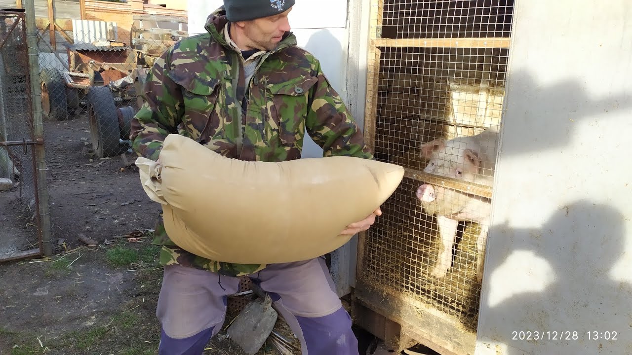 СУПЕРКОРМ для СВИНЕЙ 🐷//як ПРАВИЛЬНО ПРИГОТУВАТИ КОРМИ 🍽️ для раціонального вигодовування ПОРОСЯТ!🇺🇦