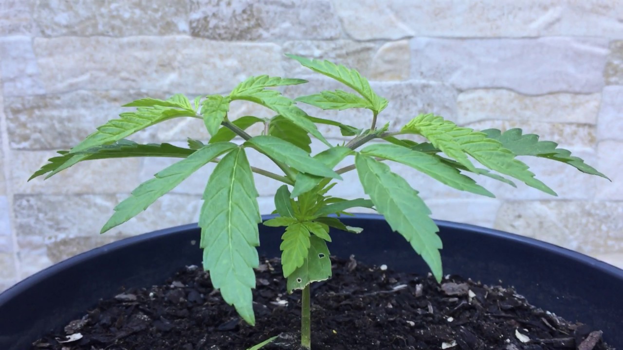 Como fazer poda top ou apical em sua cannabis #parte2 
