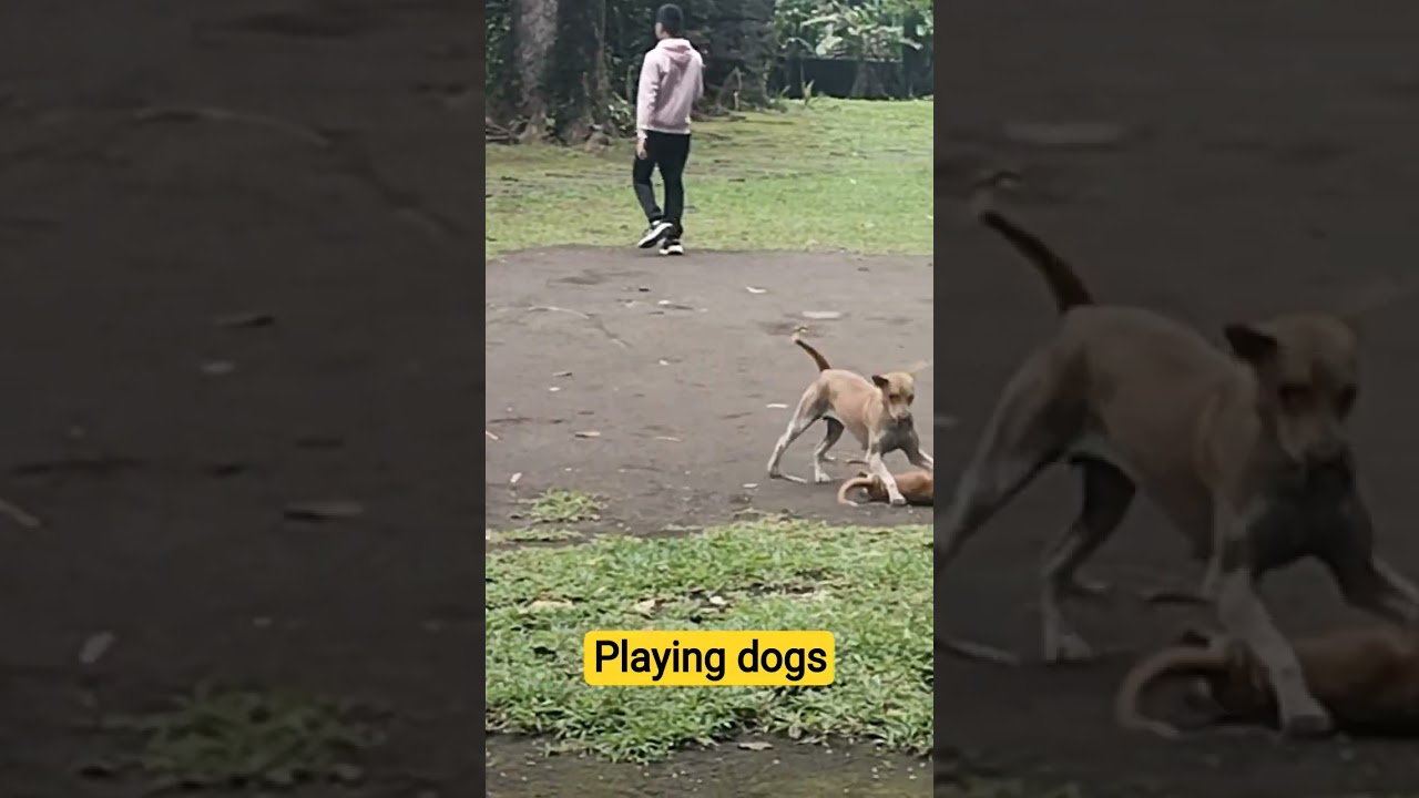 #domesticated #dogs #playfulpets #playful #animalfriendshipgoals #cute