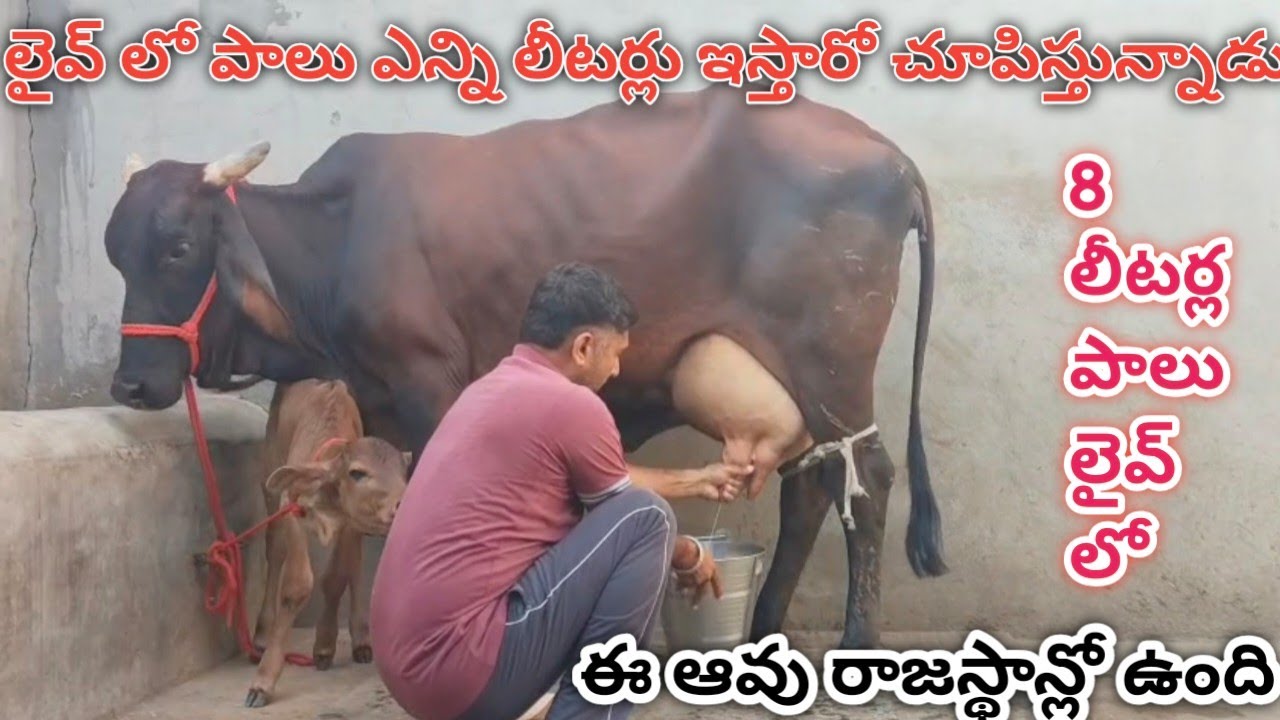 ఇది రాజస్థాన్ లో ఉంది సాయివాల్ జాతికి చెందిన ఆవు#youtube#cow #viral#animals#youtuber #goat#1million