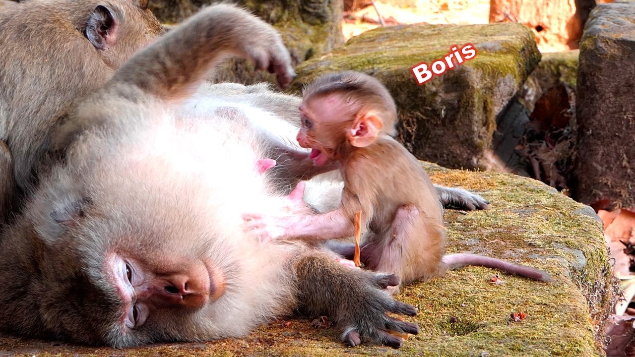 The difficult situation of the baby Boris caused him difficulty in drinking milk