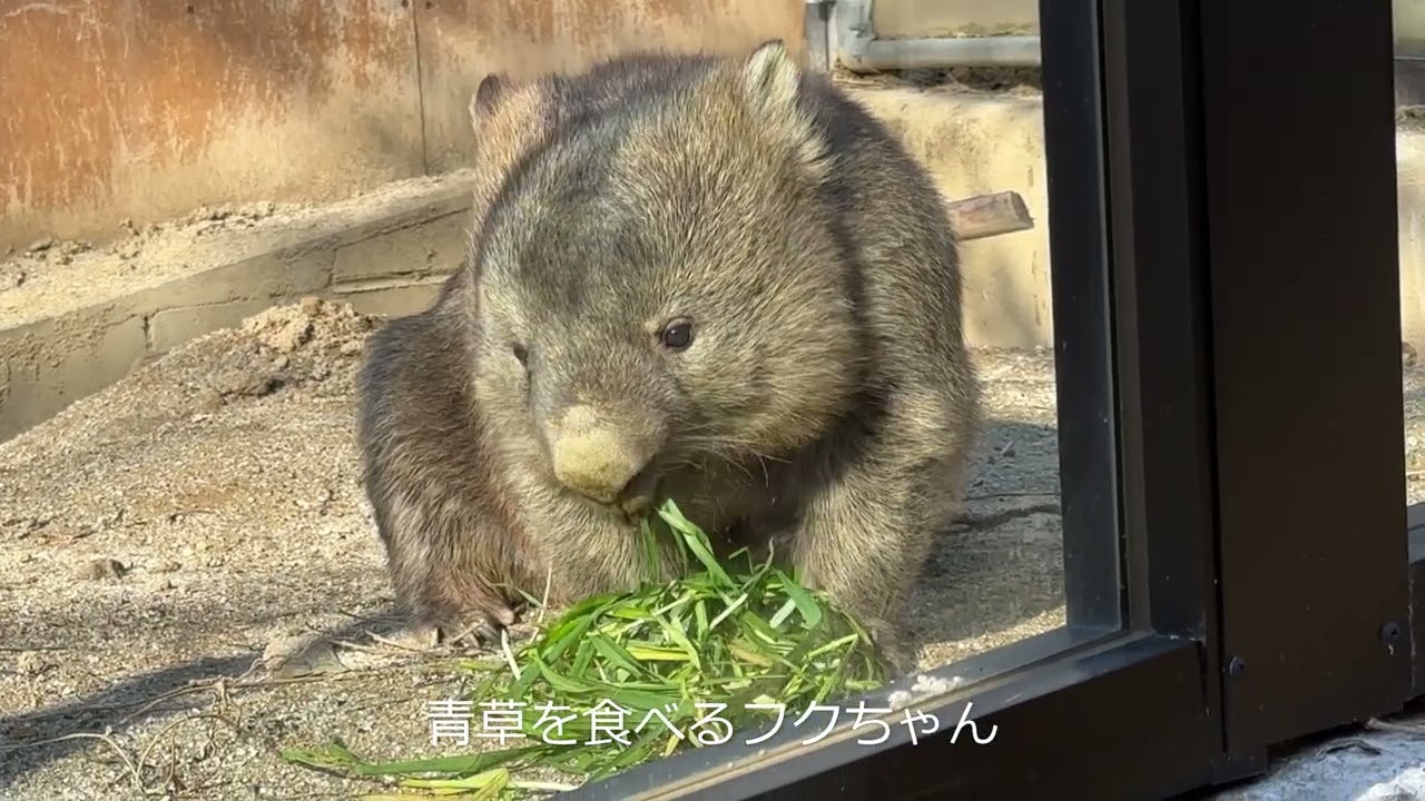 青草を食べるフクちゃん