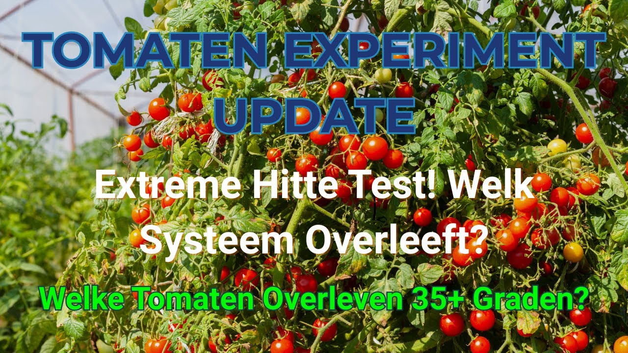 TOMATEN EXPERIMENT UPDATE: Extreme Hitte Test! Welk Systeem Overleeft? 🌡️🍅