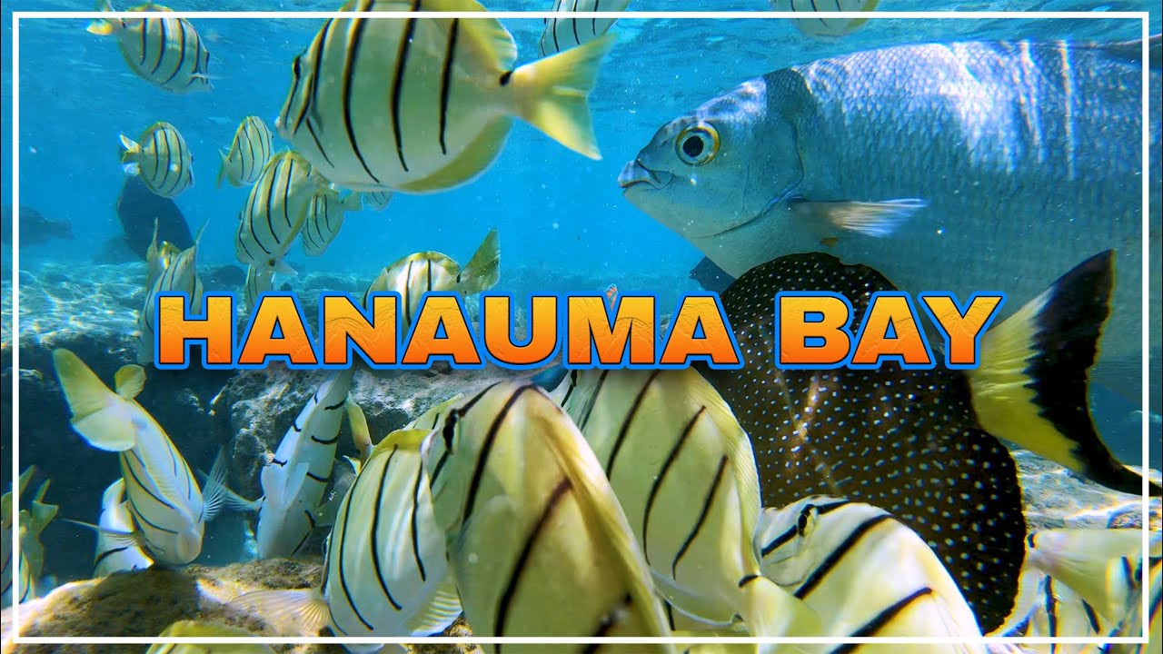 HANAUMA BAY ⛱️ One of the Best Snorkeling Spots in the World 🌴 Hawaii 4K Tour
