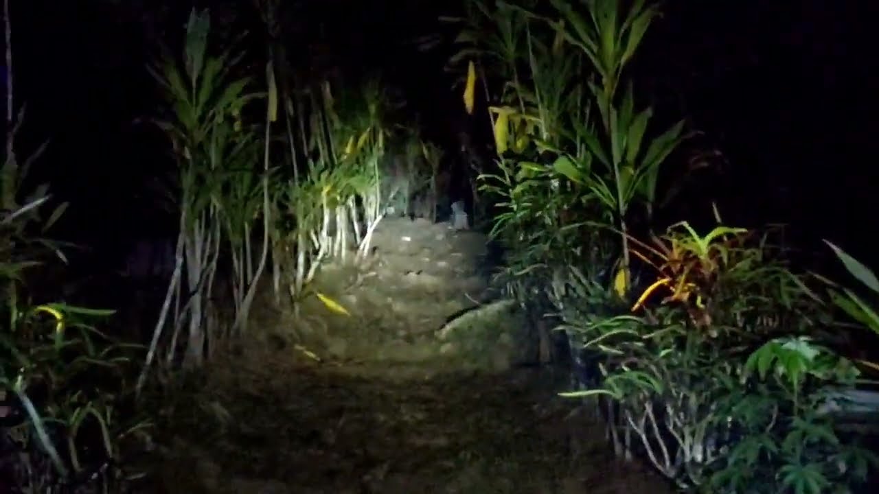 Malam selasa, kalo takut jangan tonton