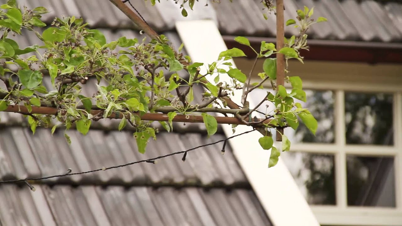 Leilinde snoeien - Tuinieren met Hendrik Jan de Tuinman