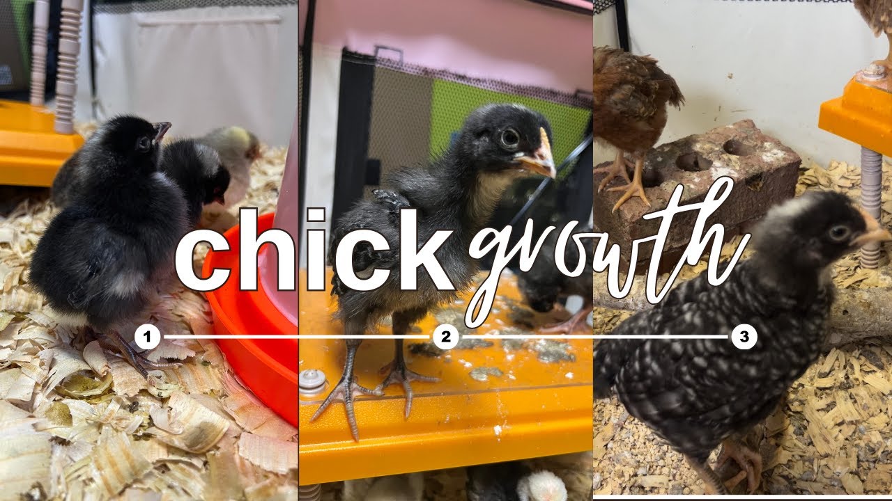 Chick Growth: Weeks 1-3