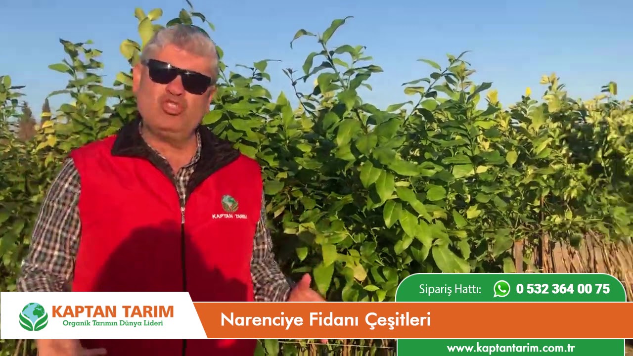 Narenciye Fidanı Çeşitleri