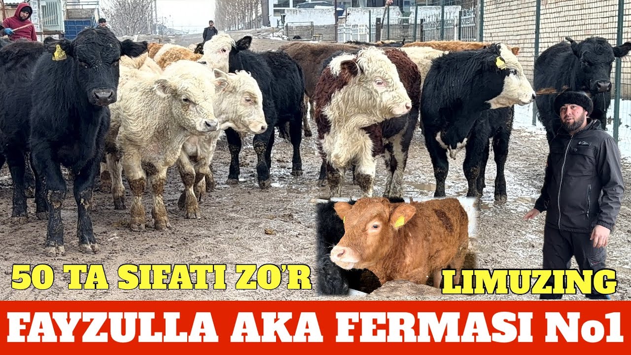 FAYZULLA AKA 50 TA ANGUS LIMUNG AVLIKOL GREFORD BUQALA KELDI