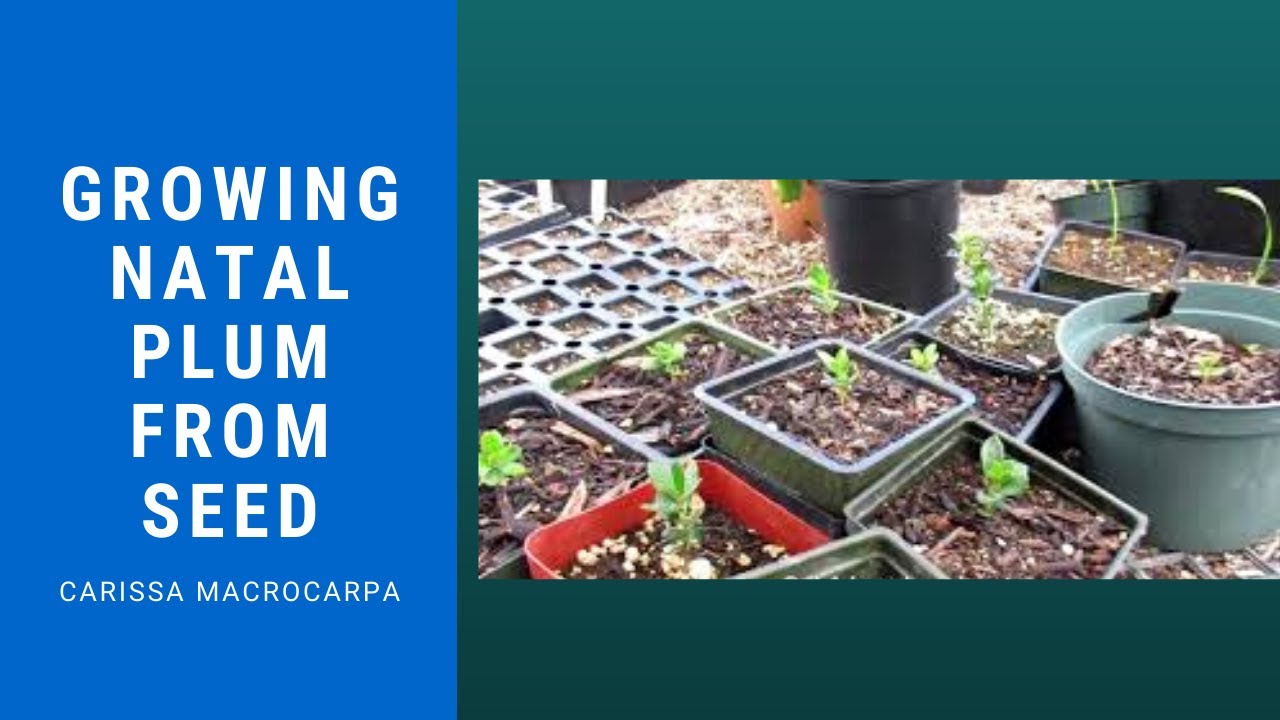 Growing Natal Plum (aka Carissa macrocarpa) From Seed
