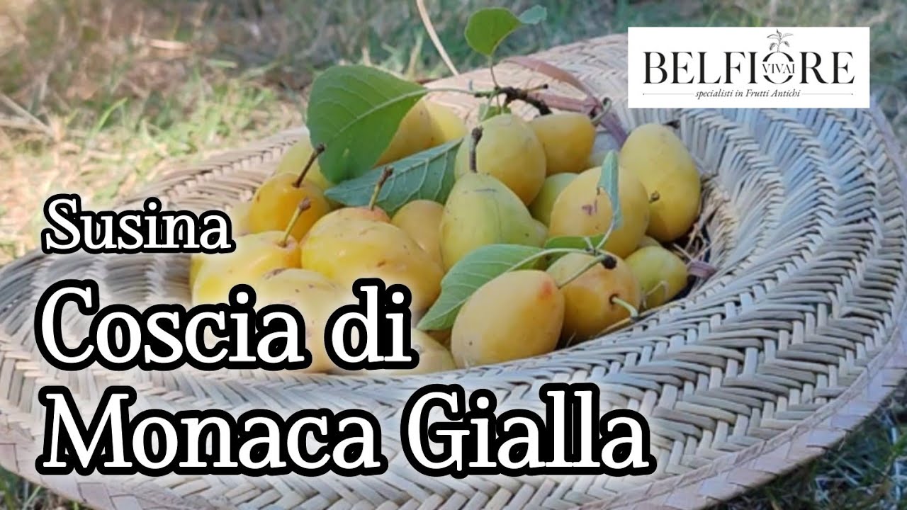 Frutti antichi: la susina COSCIA DI MONACA gialla