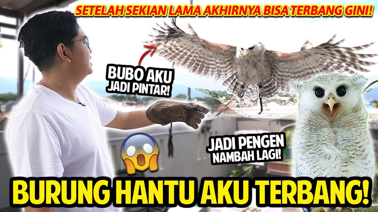 BURUNG HANTU AKU PINTAR BANGET! UDAH BISA TERBANG NYAMPERIN KITA! SETELAH SEKIAN LAMA AKHIRNYA GINI!