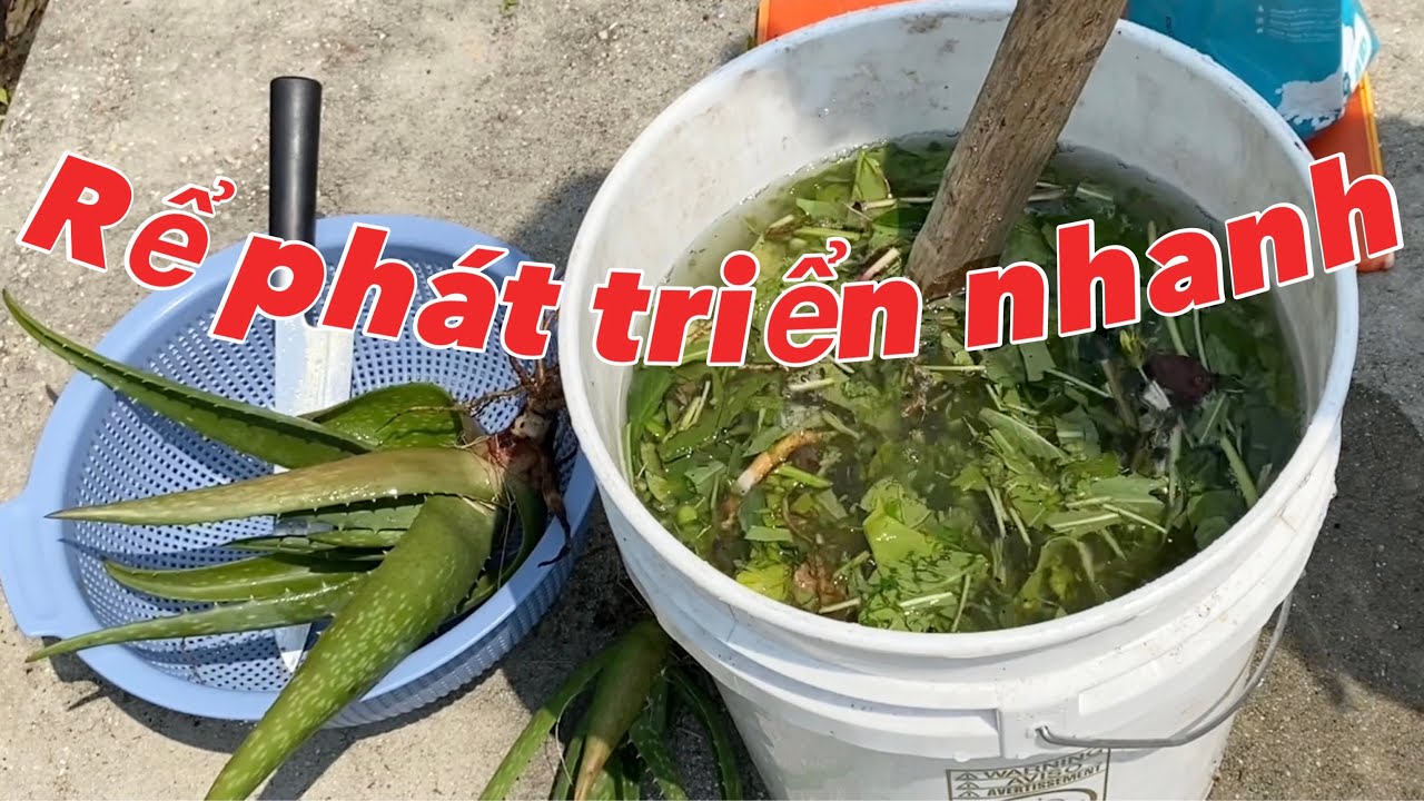 Cách làm phân giúp rễ phát triển nhanh, trị nấm, thân cây to, hoa nhiều | fertilizer for root growth