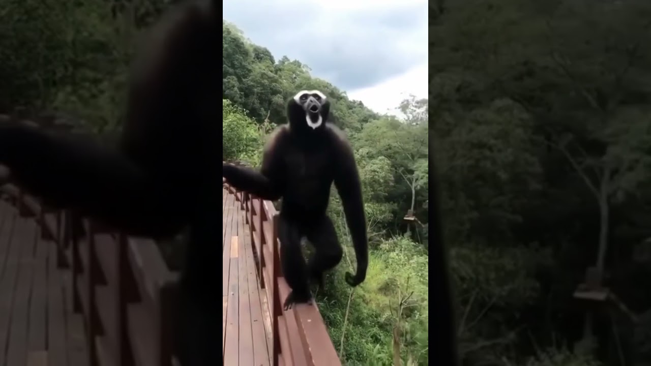 Monyet siamang bahagia ketika mau dilepas ke habitat asli