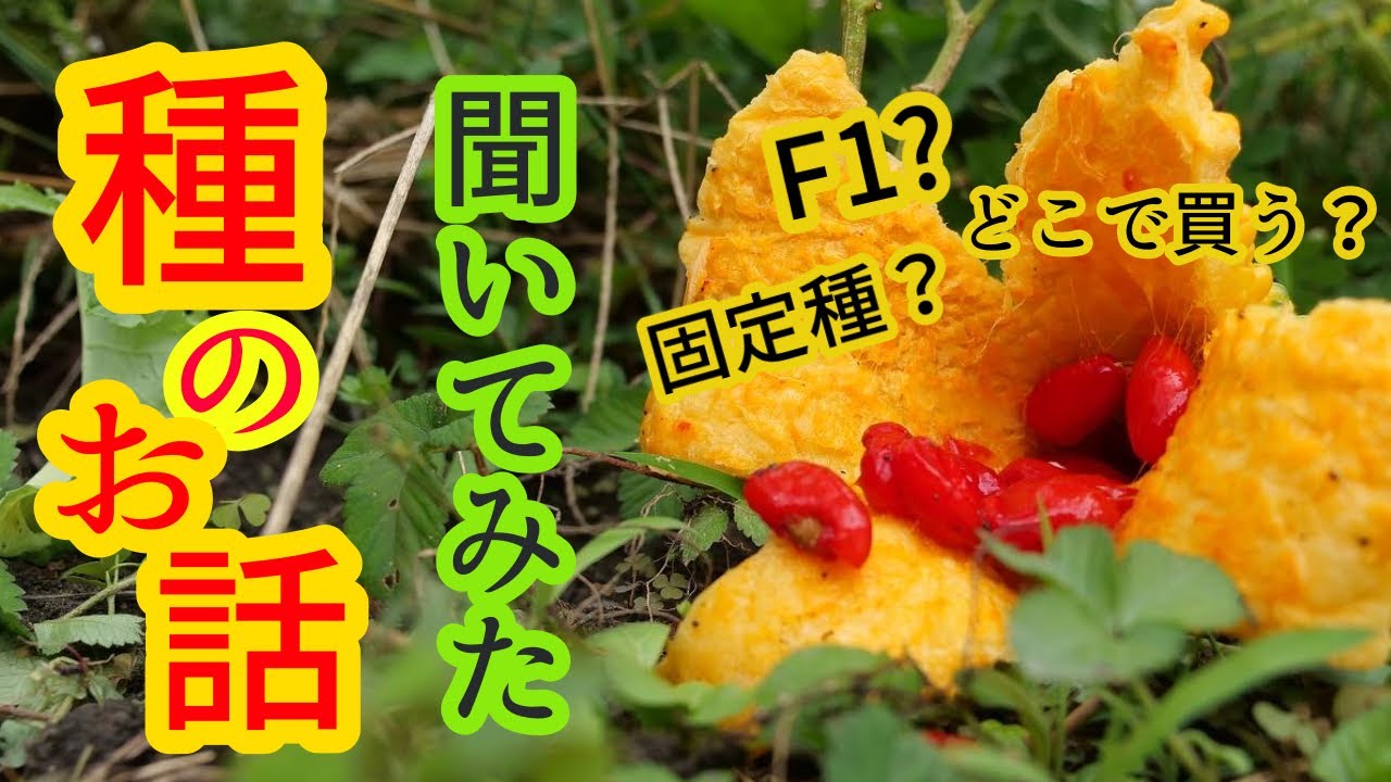 file07 種に関して聞いてみました。