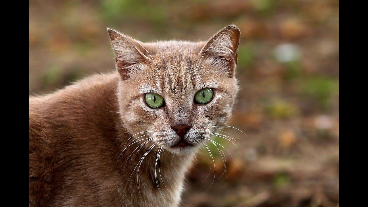 Sachsen bewilligt zwei Millionen Euro für Tierheime