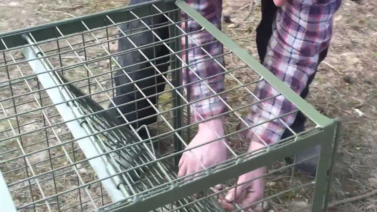 Double Entry Fox Trap - www.uktraps.co.uk