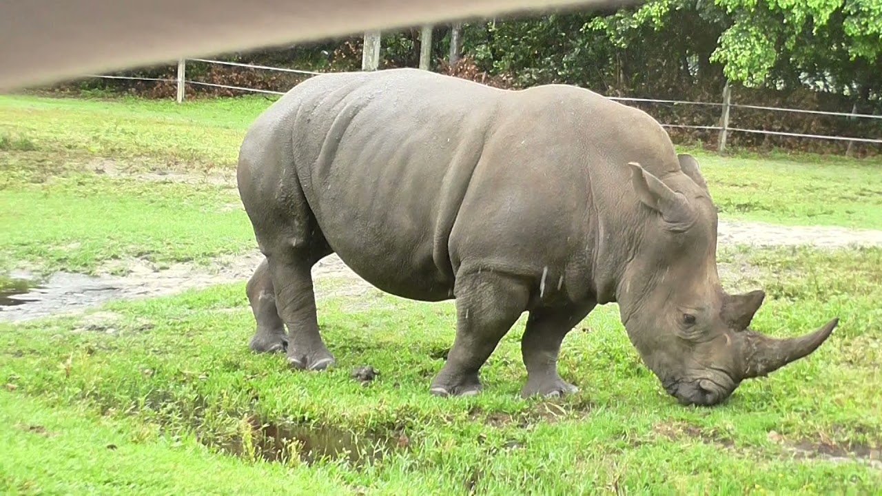 США. Lion Country Safari. Животные разгуливают на свободе а вы ездите на машине среди них.
