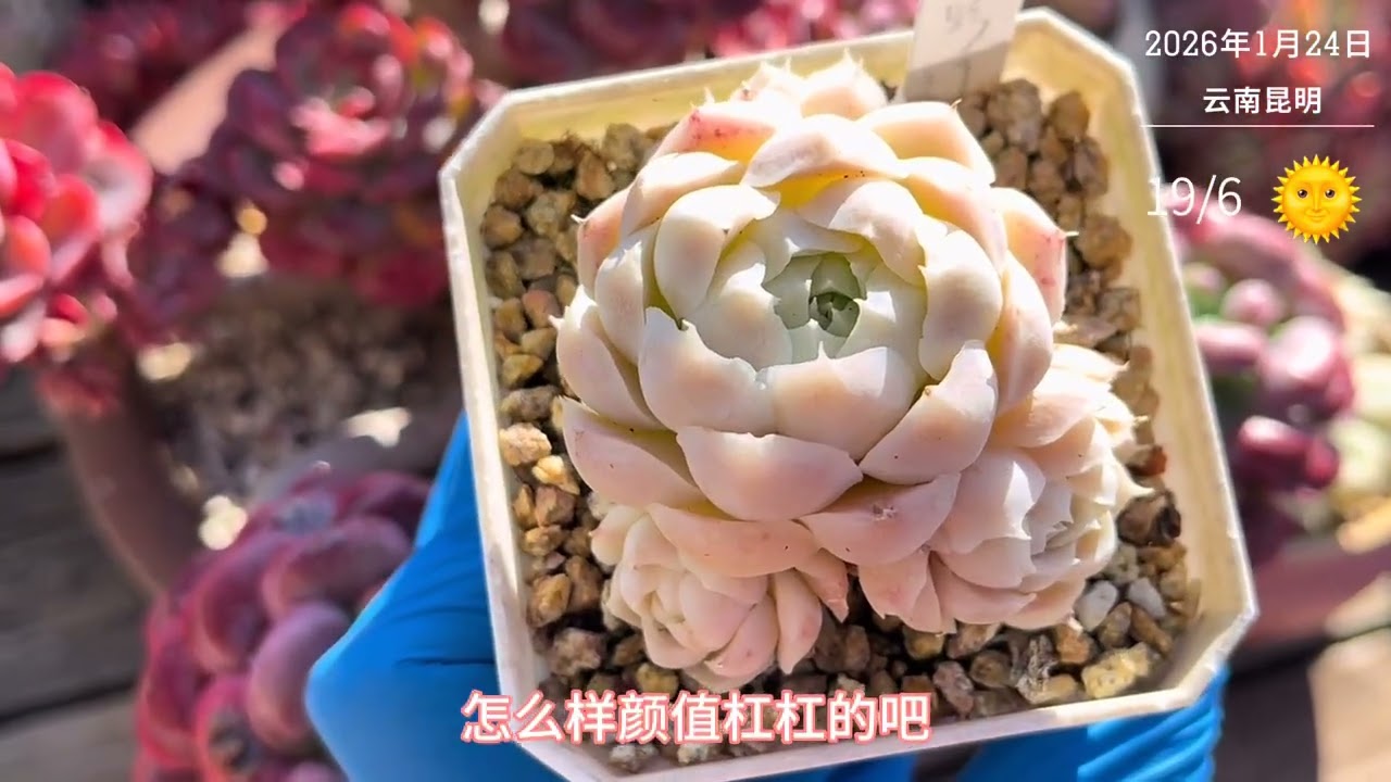 我们虽然住在小白方里，但颜值长在主人的心趴上#多肉养护