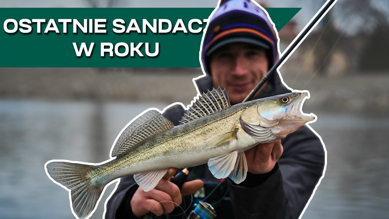 Ostatnie SANDACZE sezonu | SPOSOBY MISZY NA NIEAKTYWNE RYBY