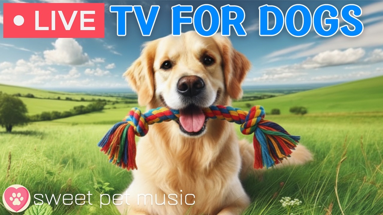 🔴24 Hours of Dog TV🎵🐶Calming Music for Dog Sleep🐾🩷Soothing Dog Music for Anti Stress and Anxiety