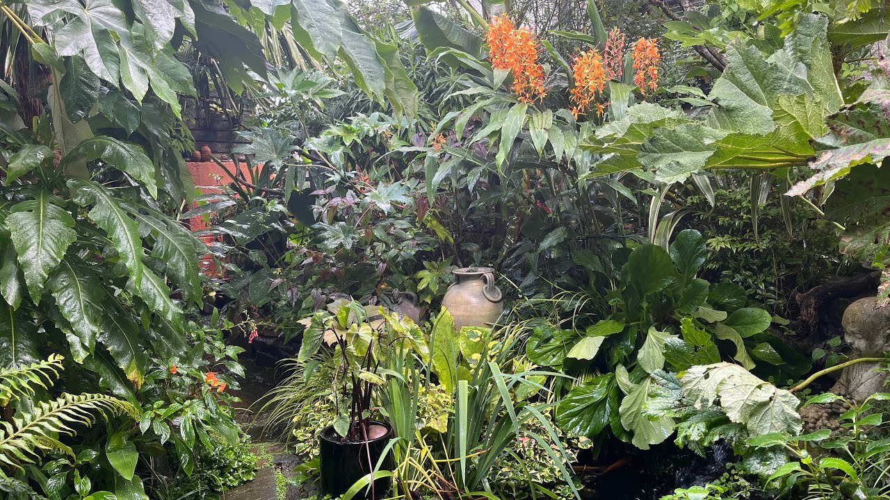 UK Balinese jungle style garden 🏴󠁧󠁢󠁷󠁬󠁳󠁿🌴🌿September 2025