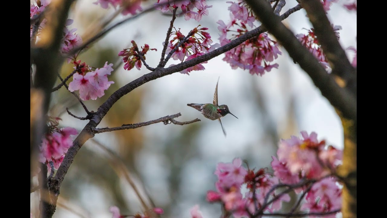 Hummingbrid Images Canon R5MKII , RF 100-400