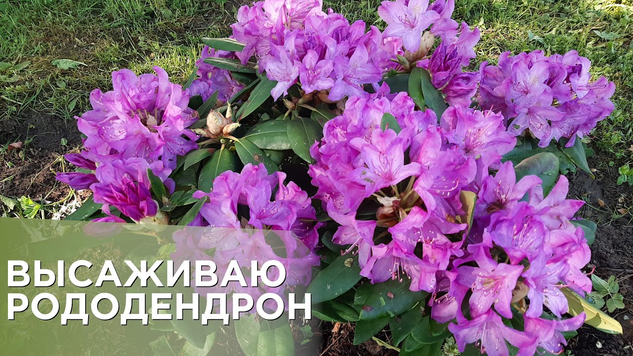 Посадка рододендрона в открытый грунт!