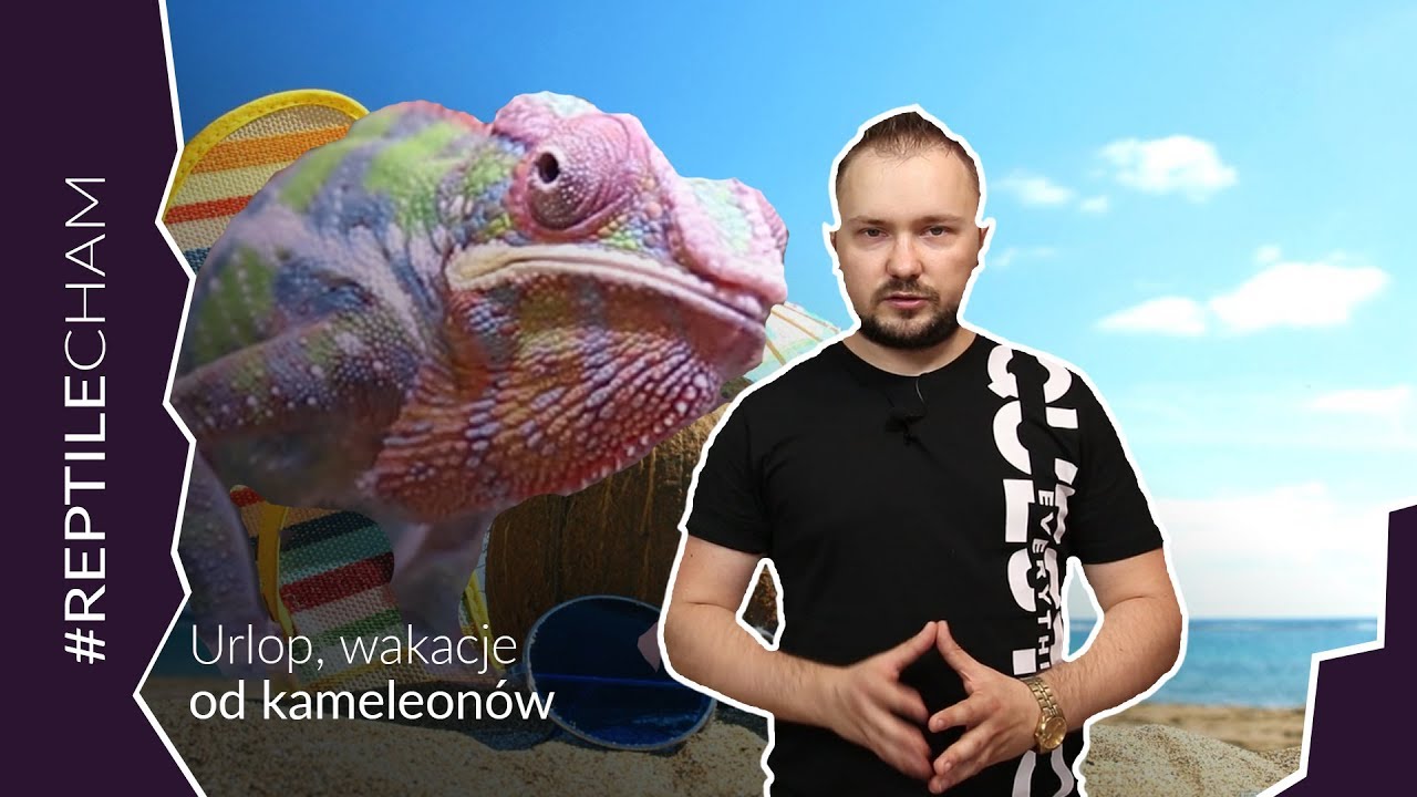 Co zrobić z kameleonem na czas wakacji?