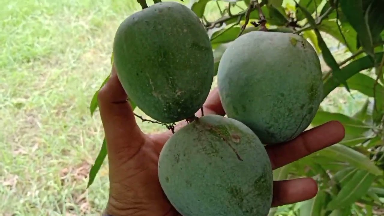 Sindh last variety mango Neelam mango