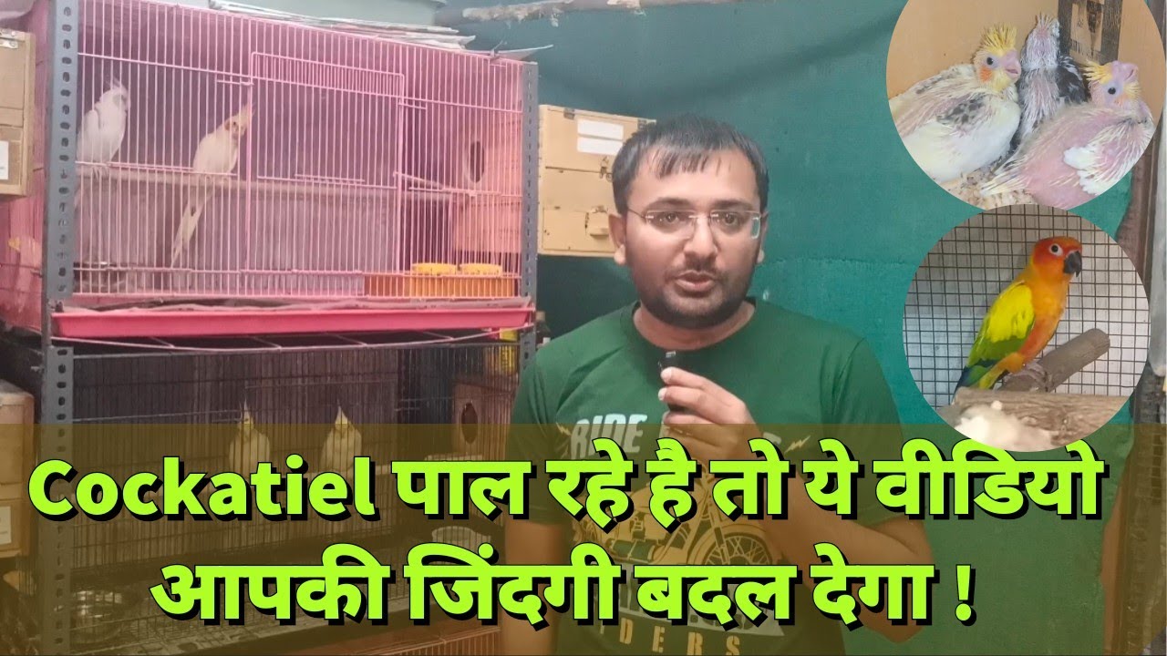Cockatiel mutation में काम करना है तो ये वीडियो काम का है ! | Butterfly Cockatiel को केसे पहचाने?
