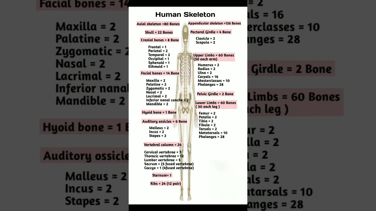 Human skeleton 