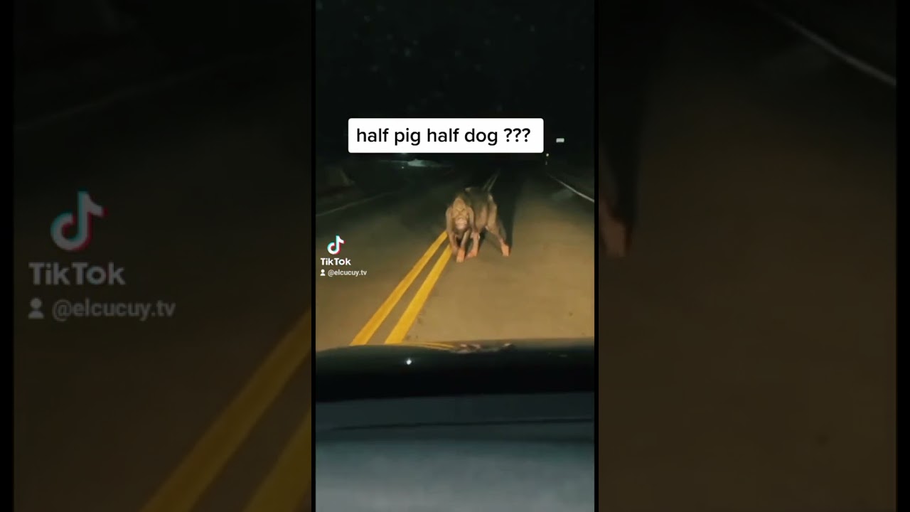 Pig? Dog? Hybrid Animals? 