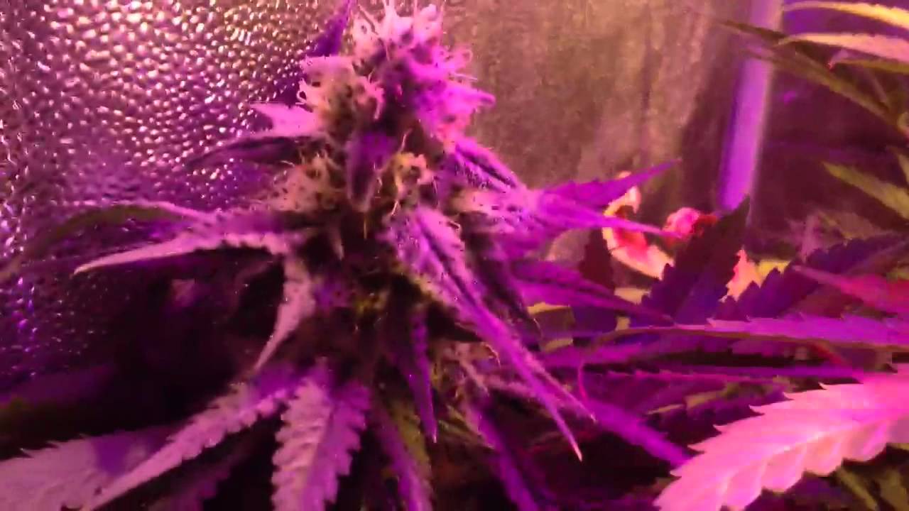 Growing with 90w led UFO and 150w hps