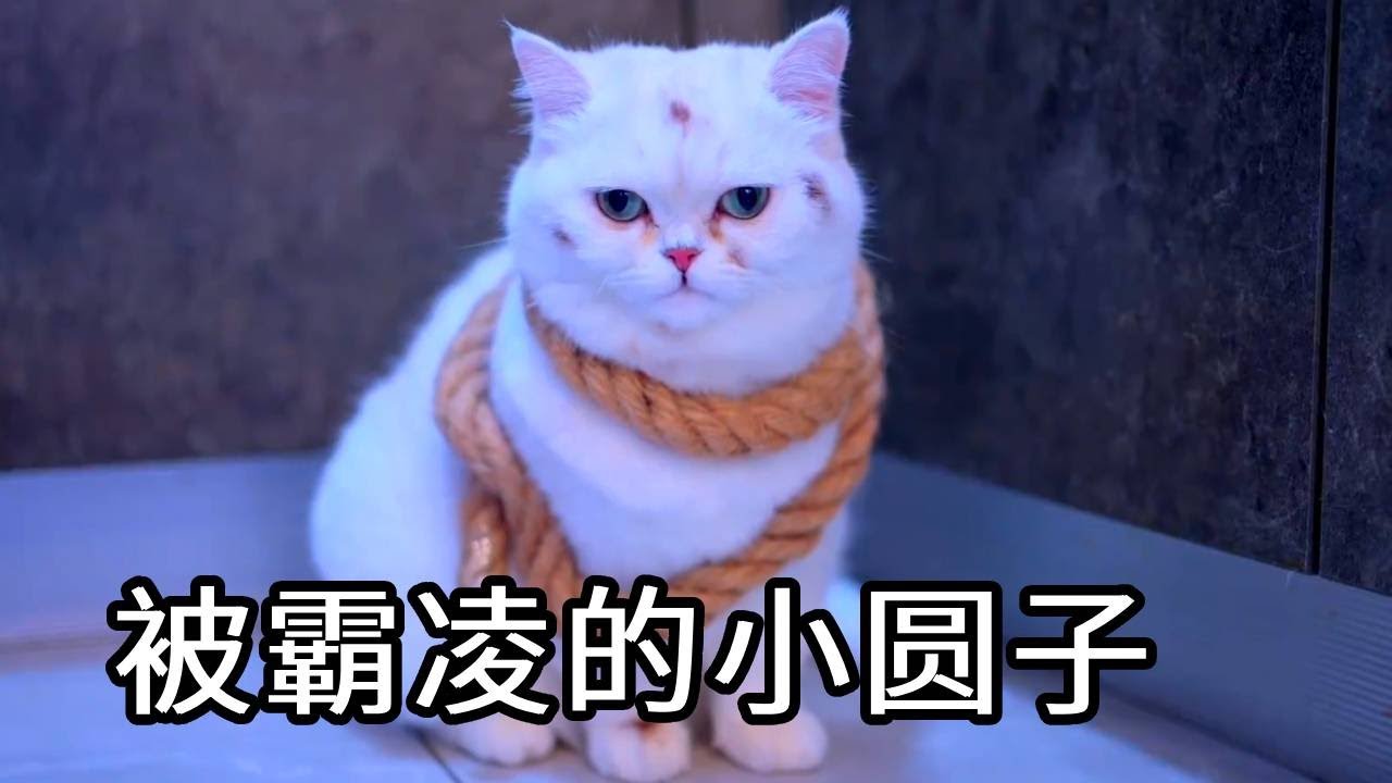 小圆子被霸凌！幸好有哥哥七宝的帮助！有个哥哥真好！#猫咪 #铲屎官 #猫主子 #七宝小圆子