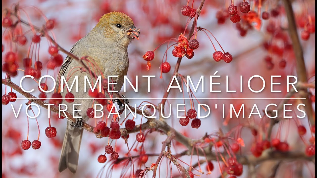 Conseil du Pro : Comment améliorer et diversifier votre banque d'images