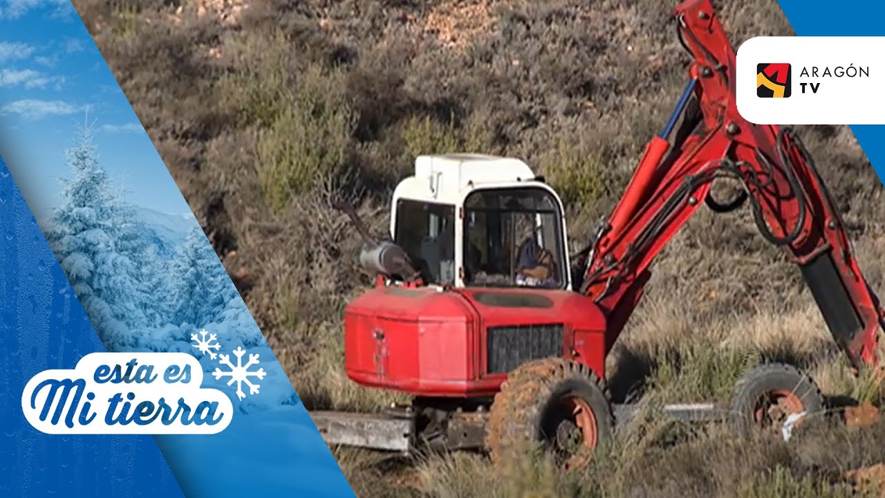 Reforestación de tierras degradadas en Ariza