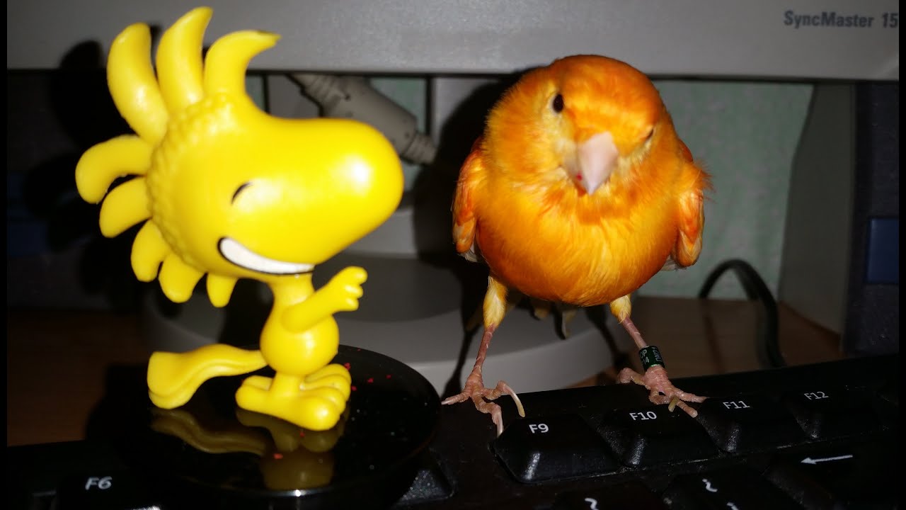 COMO ENTRENAR A TU CANARIO PASO A PASO. HOW TO TRAIN YOUR CANARY STEP BY STEP. EZRA
