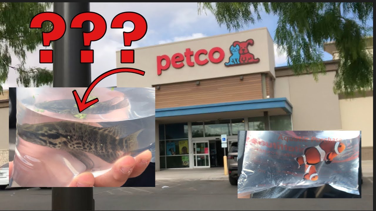 Petco had awesome fish!